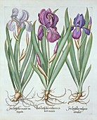 Three varieties of rhizomatous bearded irises