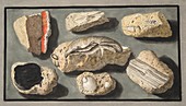 Specimens of Tufa found in and around Herculaneum, 1776