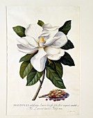 Magnolia Grandiflora, c1743