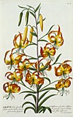 American Turkscap Lily, c1740