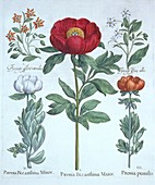 Paeonies and Borage, from 'Hortus Eystettensis'