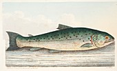 Salmon Trout from Berwick on Tweed, 1832
