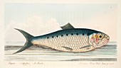 The Shad, from A Treatise on Fish and Fish-ponds, 1832