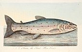 The Trout, from A Treatise on Fish and Fish-ponds, 1832