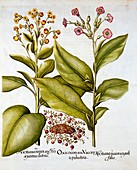 Cranberry and Flowering Tobacco, from 'Hortus Eystettensis'