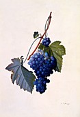 Grapes, c1747