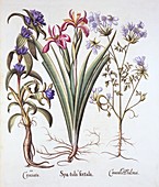 Stinking Iris, Orlaya, and Crosswort Gentian