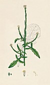 Sisymbrium officinale Common Hedge-mustard, 19th Century