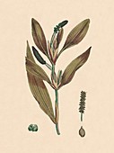Potamogeton rufescens Reddish Pondweed, 19th Century