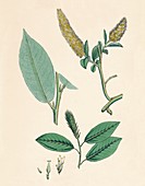 Salix pentandra Bay-leaved Willow, 19th Century