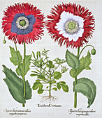 Ornamental poppies, 1613