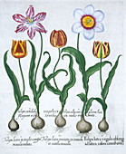 Five tulips, 1613