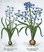 Two blue hyacinths, 1613