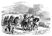Carrying bread to London on pack-horses, c1895