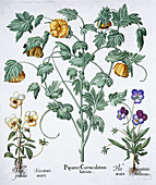 Yellow Horned Poppy, 1613