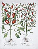 Chilli pepper plants, 1613