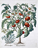 African Tomato and Marjoram plants, 1613