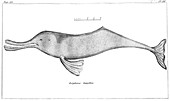 Ganges River Dolphin, 1799