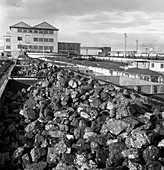 Rail trucks loaded with coal, 1963