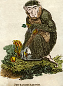 Pig tailed baboon