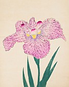 Tanka-No-Koe, No 15, 1890, colour woodblock print