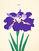 Saiwoga-Uma, No 53, 1890, colour woodblock print