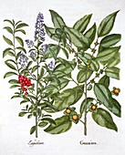 Guaiacum and Chinese Privet, from 'Hortus Eystettensis'