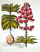 Turk's Cap Lily, from 'Hortus Eystettensis'