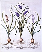 Grape Hyacinths, from 'Hortus Eystettensis'