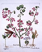Judas Tree, May Lily, Moonwort, Liverwort
