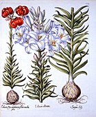 Madonna Lily and Bulb, Red Martagon of Constantinople