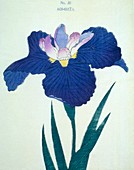 Japanese iris, illustration