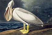 American White Pelican, Pelecanus Erythrorhynchos, 1845