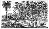 Fig Trees', 19th century