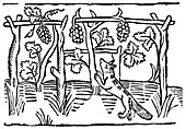 The Fox and the Grapes, 15th century