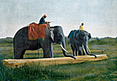 Elephants moving a log, Ceylon, c1890