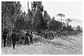 Hop Picking near Bairnsdale, Australia, 1886