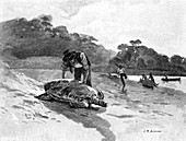 Turtle Catching, 1886