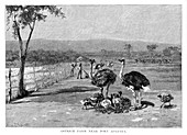 Ostrich farm near Port Augusta, South Australia, 1886