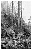 A gully in the Blue Mountains, Australia, 1886