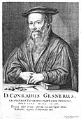 Conrad Gesner, 16th century Swiss physician and naturalist
