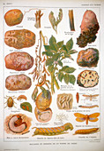 Diseases of the potato, c1920