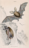 Long-eared bat, 1828