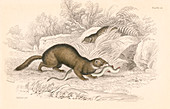 Polecat, member of the weasel family, 1828