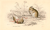 Harvest mouse of the Old World, 1828