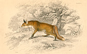 Common or red fox, 1828