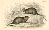 Water vole, also known as the black water rat, 1828