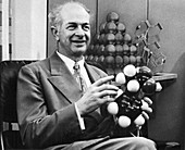 Linus Pauling, American chemist, c1954