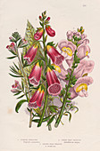 Foxglove, c1885