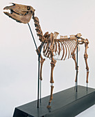 Skeleton of a horse, 2nd century